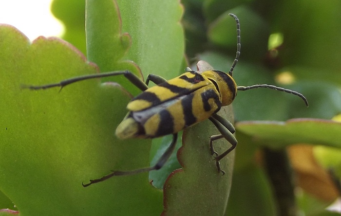 coleottero cerambicide - Chlorophorus varius